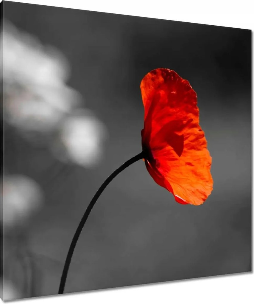 Vászonkép 90x90 Virágzó piros pipacs