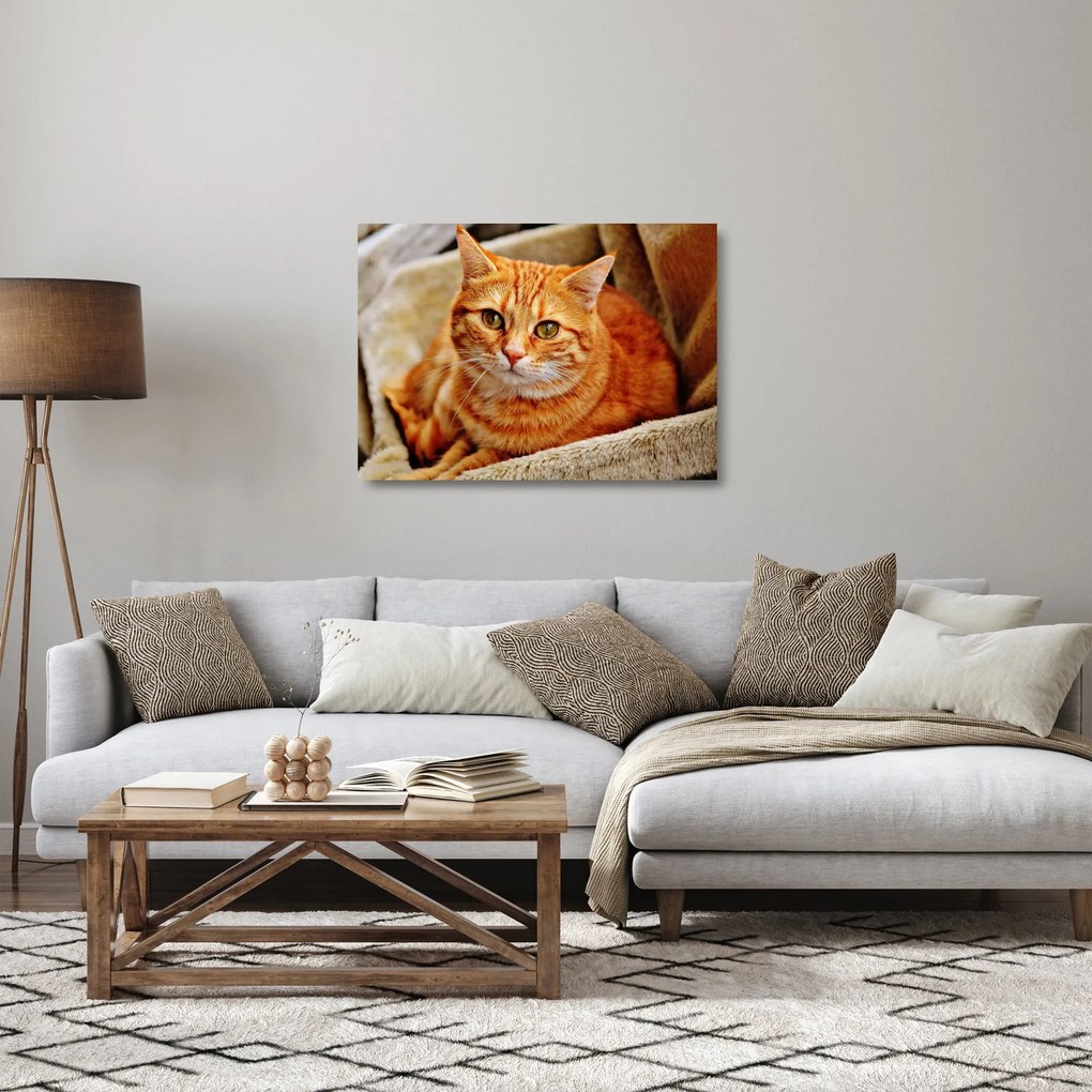 Egy fekvő macska képe (üvegen) (70x50 cm)