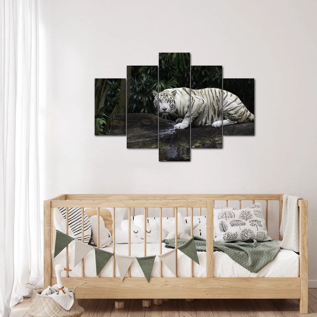 Kép - albínó tigris (150x105 cm)