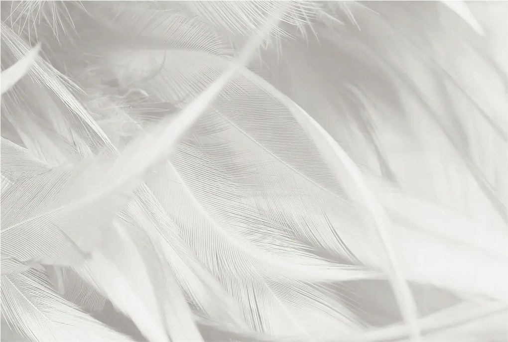 Fotótapéta Flizelin Dekoratív Hálószoba Finom tollak 104x70 Ragasztó