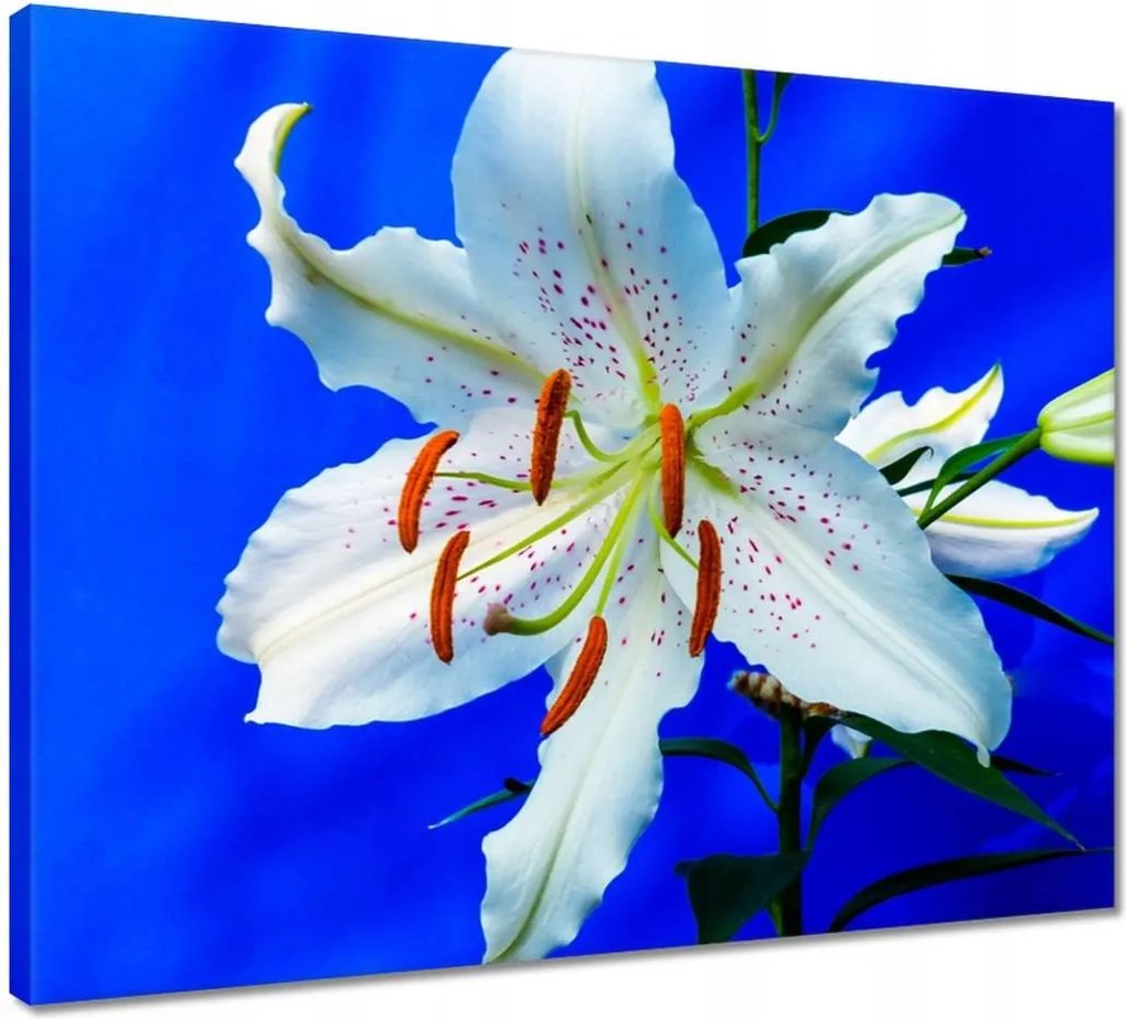 Vászonkép 50x40 Liliom Fehér virág Virág