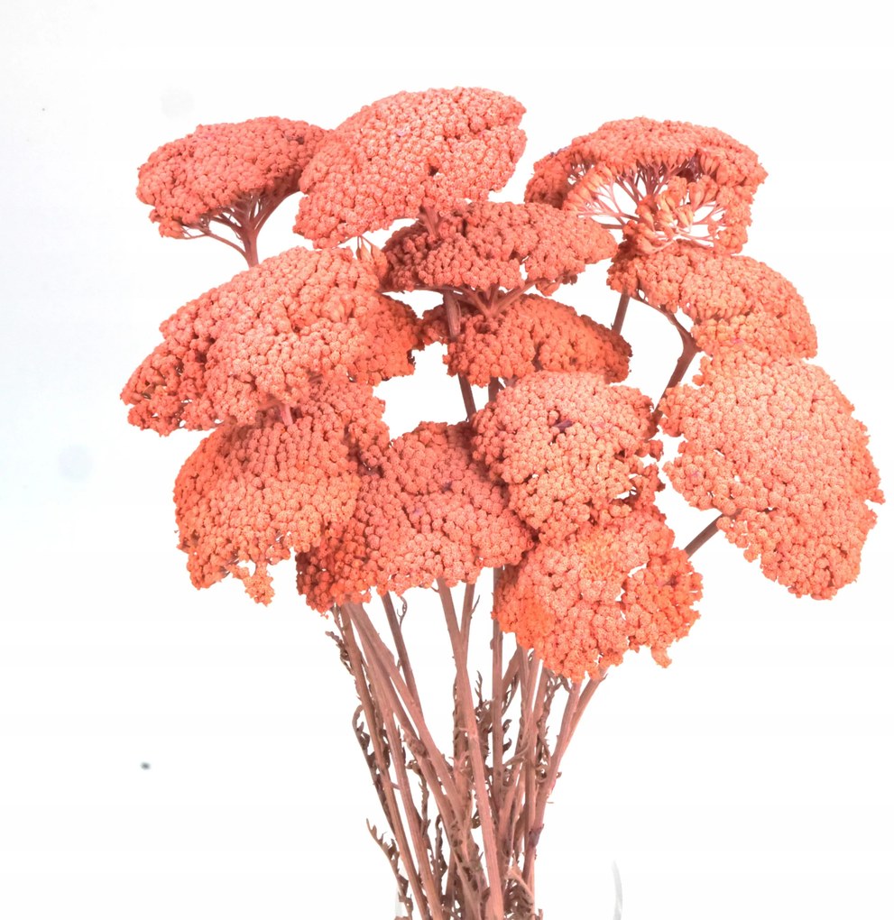 Szárított őszibarack cickafark (Achillea) szárított virágok csokor dekoráció