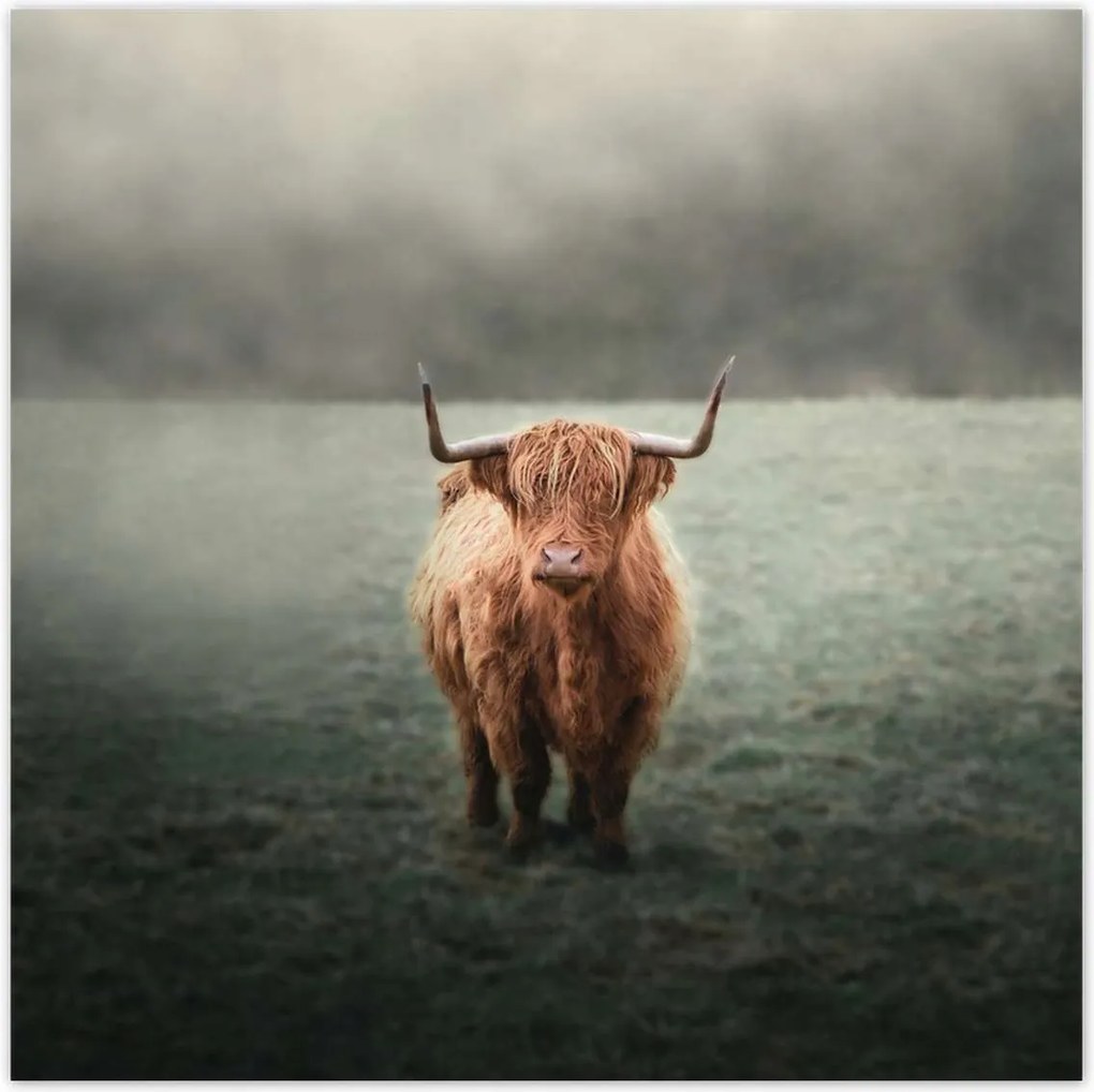 Poszterek 70x70 Mint a szarvak Hegyi rét