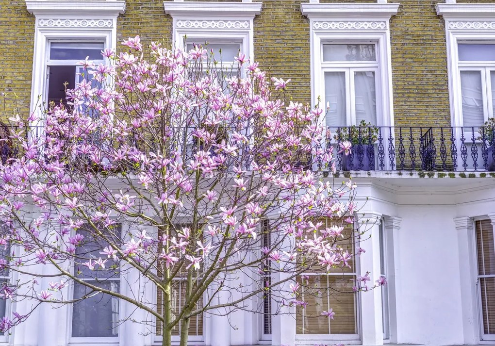 Poszter 66,5x46,5cm Magnóliafa a londoni ház előtt, Assaf Frank