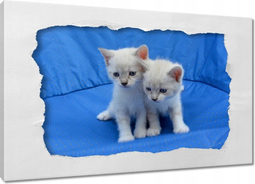 Képek 120x80 Édes cicák Cicák