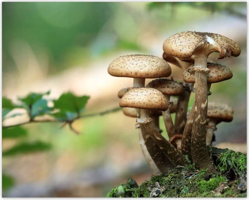 Poszterek 50x40 Gomba az erdőben Közelkép