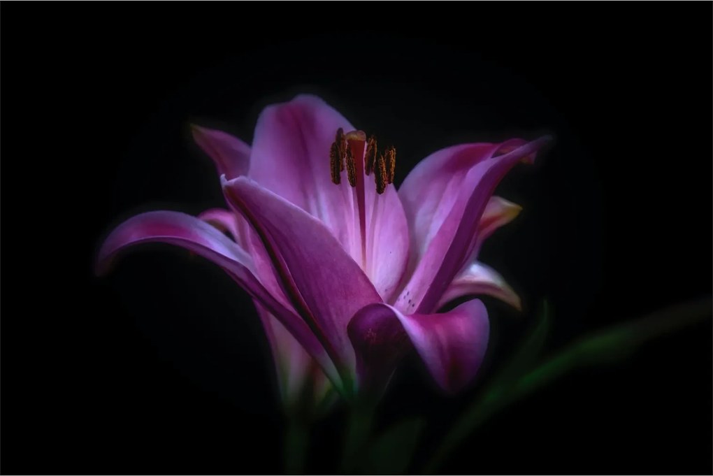 A liliom képe (90x60 cm)