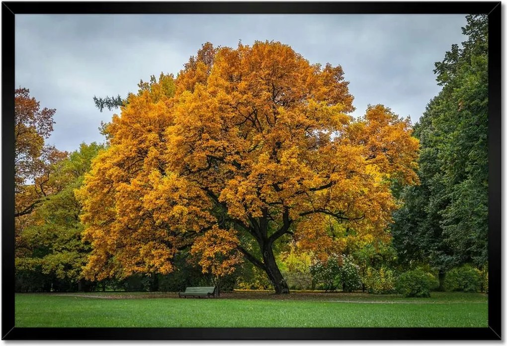 Poszterek keretben 60x40 Fa