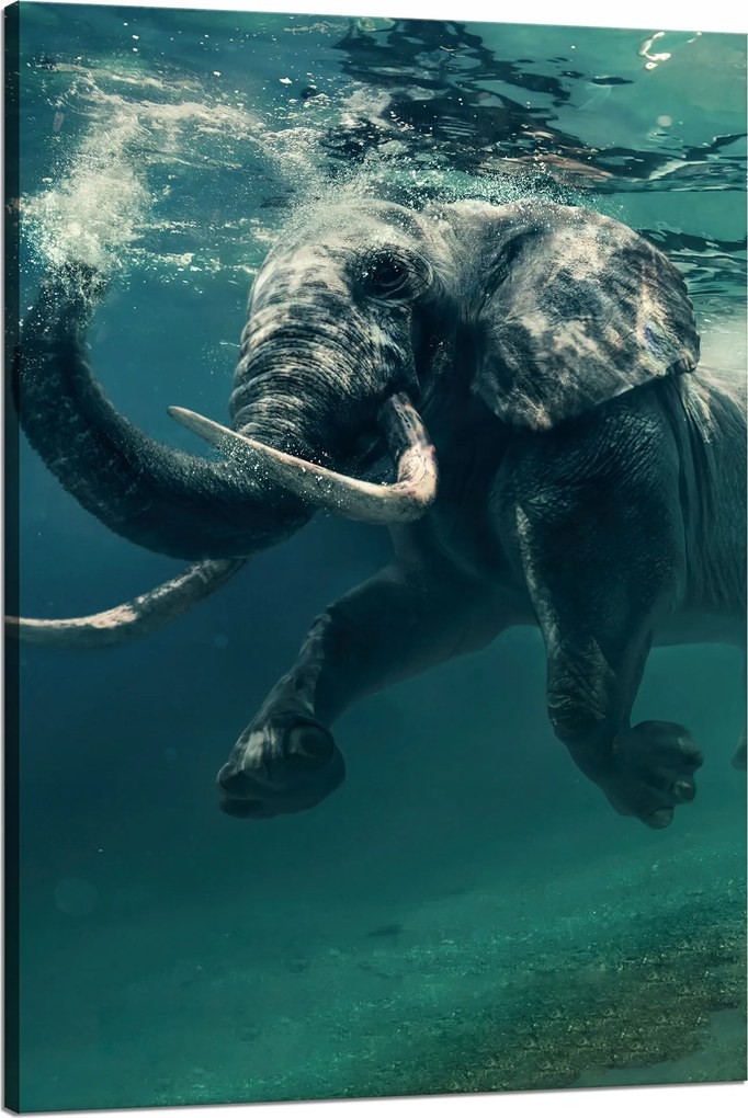 Vászonkép Lebegő elefánt a vízben Művészet 80x120 cm