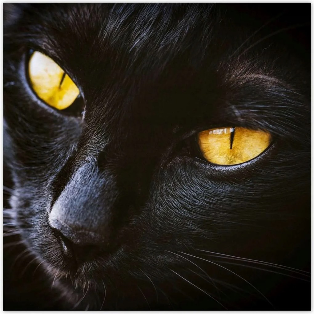 Poszterek 30x30 Cica Cicák Macskák