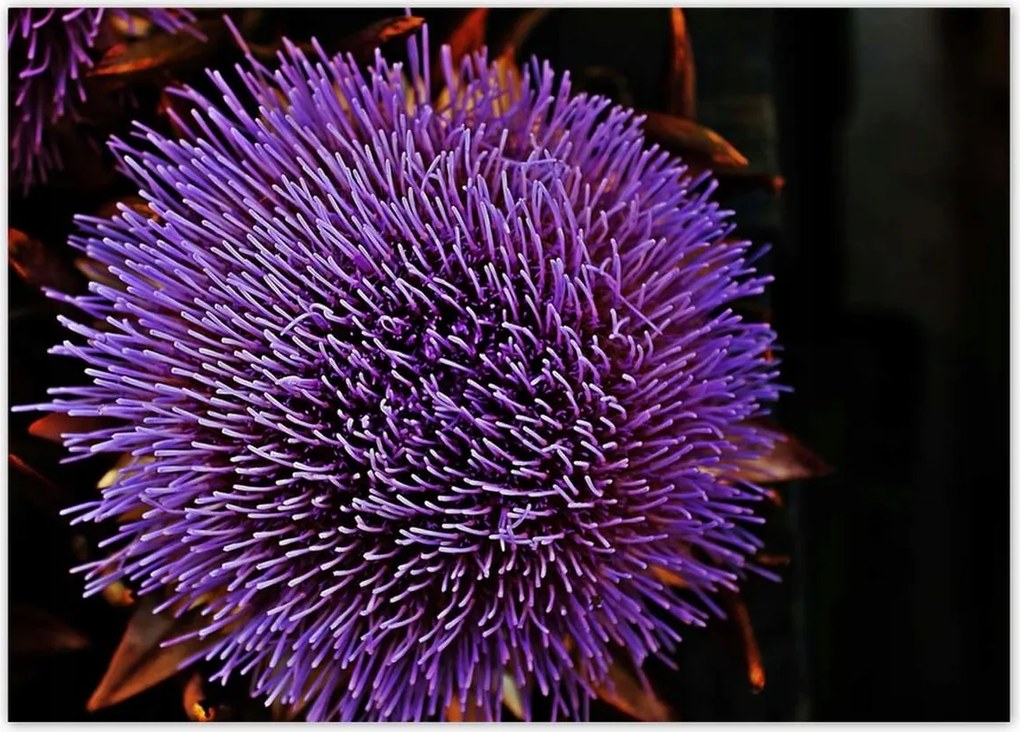 Poszterek 70x50 Virág Lila Csipkebogyó