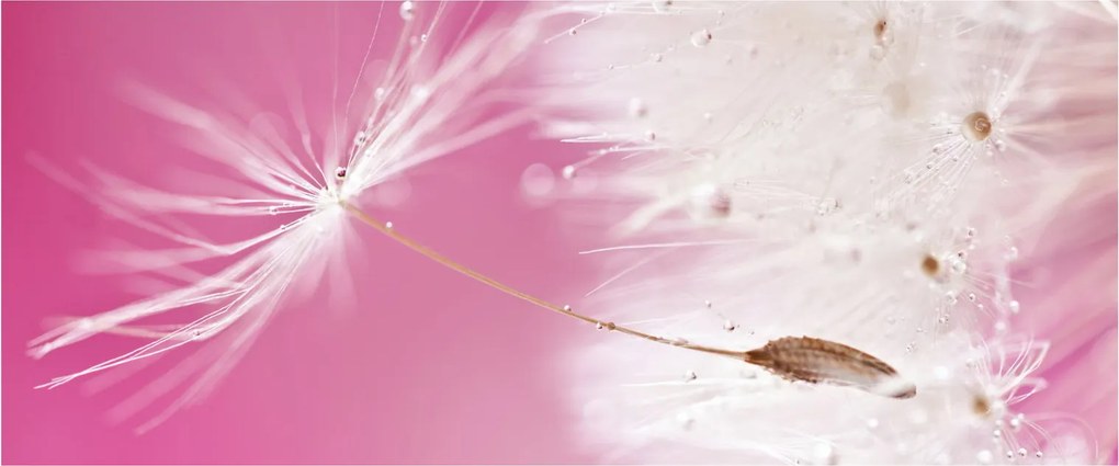 Kép - Makró virága (120x50 cm)
