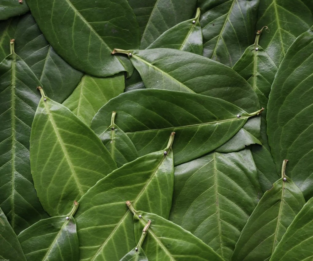 Poszter 60x50cm Zöld levelek, Assaf Frank