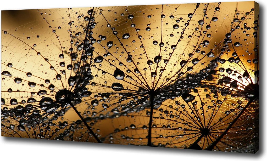 Vászonkép Pitypang magok 100x70 cm