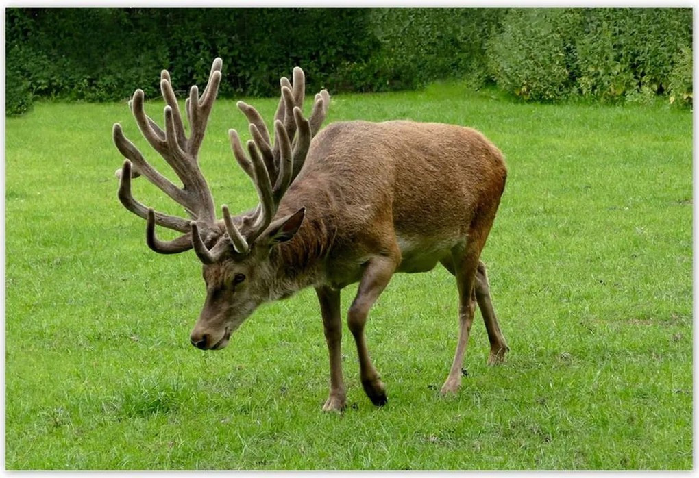 Poszterek 155x105 Szarvas felszarvazott