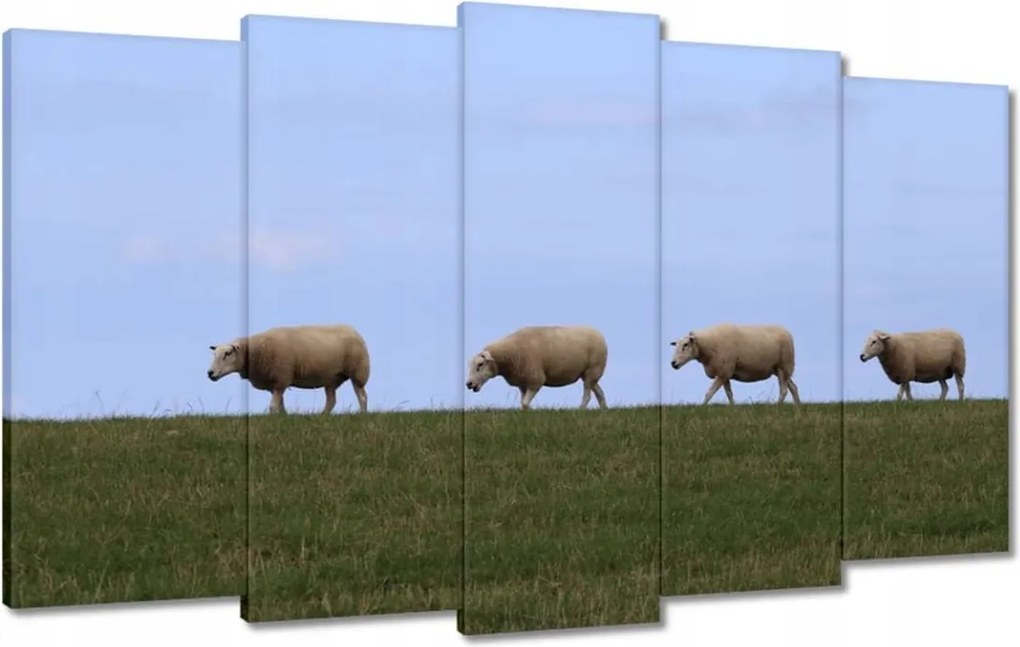 Vászonkép 100x60 Juh legeltetés Bárányok