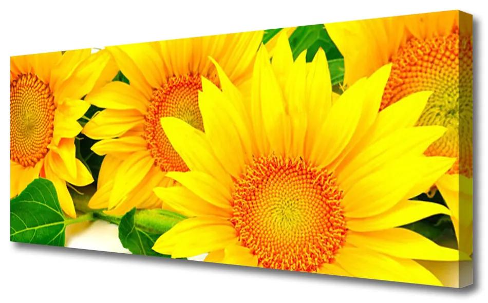 Vászonfotó Napraforgó virág természet 120x60 cm