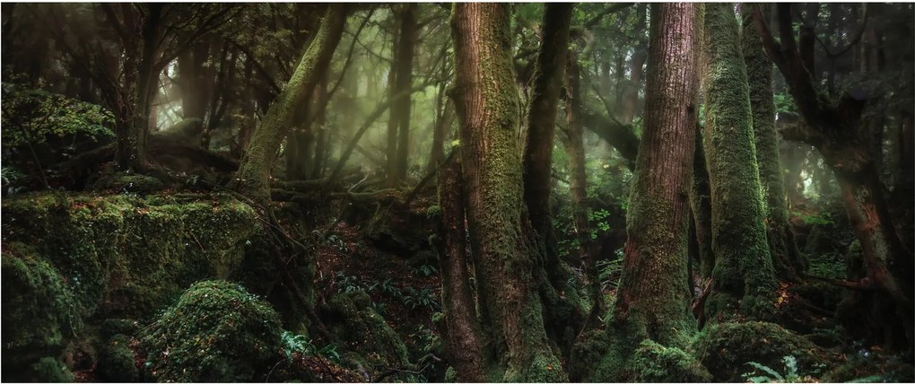 Kép - Titokzatos erdő (120x50 cm)