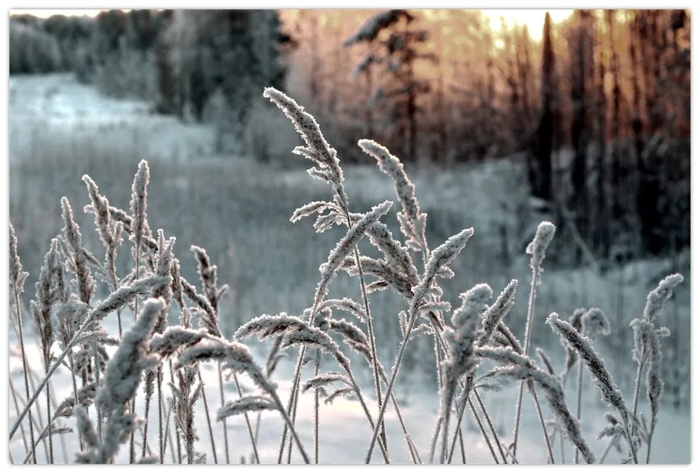 Kép - Fagyott rét (90x60 cm)
