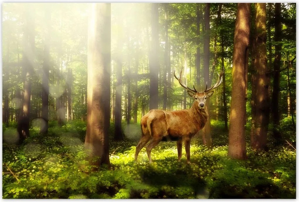 Poszterek 120x80 Szarvas a varázslatos erdőben