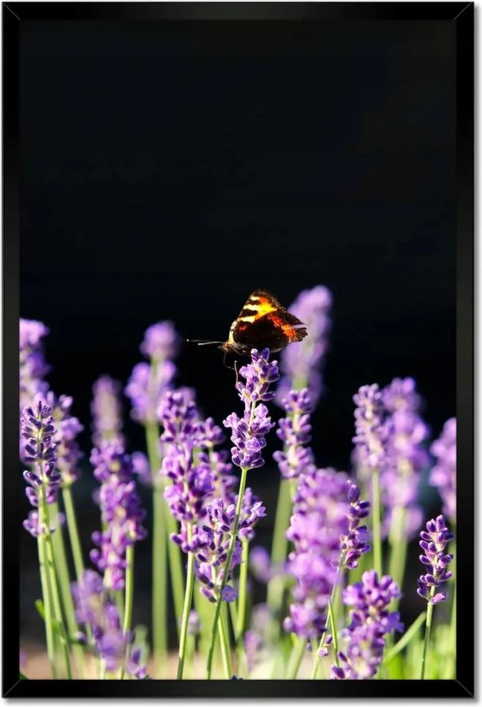 Poszterek keretben 40x60 Gyönyörű pillangó a levendulán