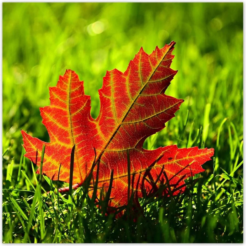 Poszterek 100x100 Őszi levél a fűben