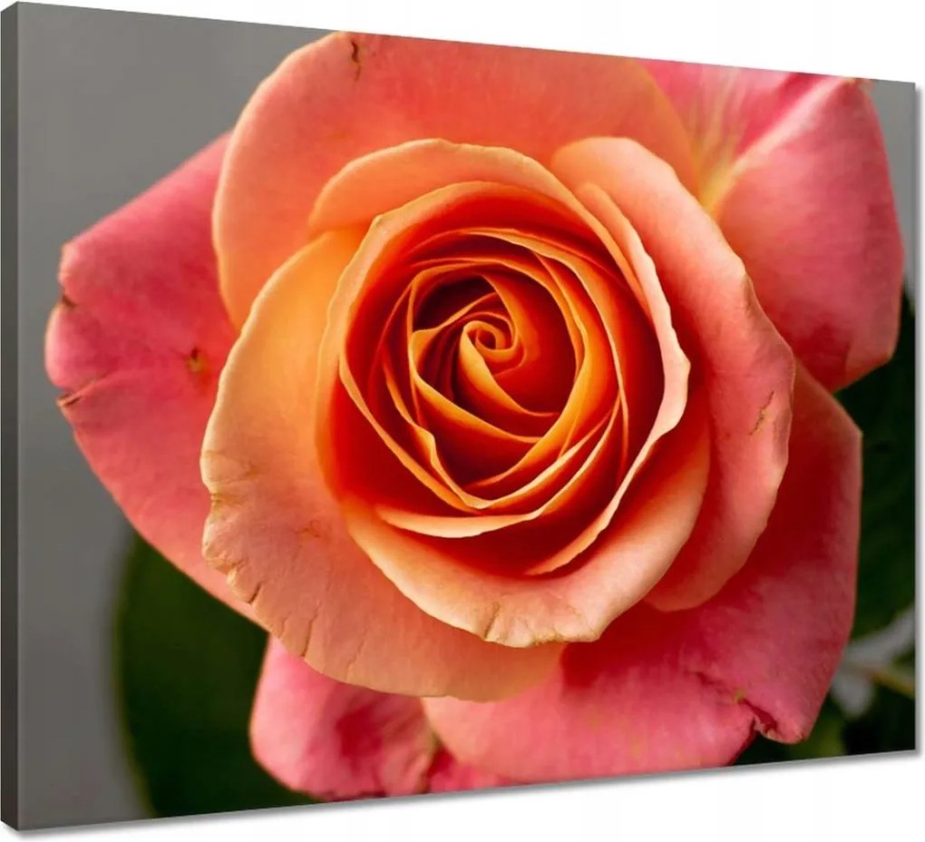 Vászonkép 50x40 Rózsa Virág Virágok Rózsa