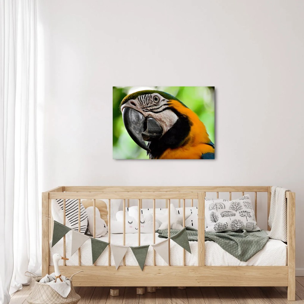 Papagáj képe (70x50 cm)