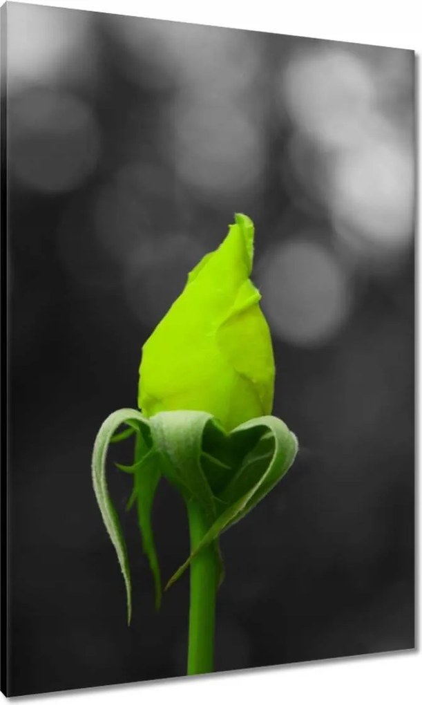 Vászonkép 70x100 Lime rózsa