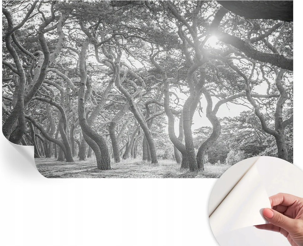 Fotótapéta Öntapadós Dekoratív tapéta Klíma erdő 416x254 cm