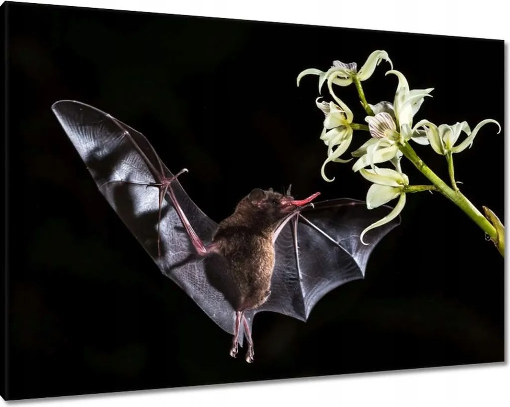 Vászonkép 100x70 Állatok