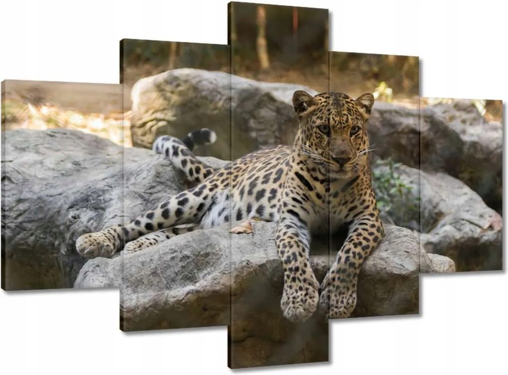 Festmények 150x105 Leopárd