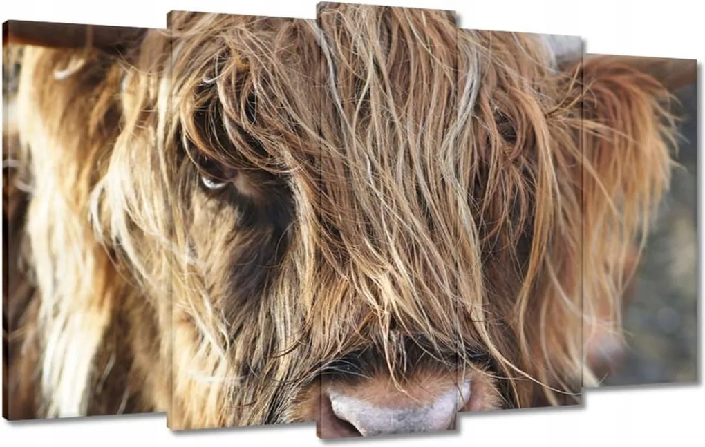 Vászonkép 100x60 Skót tehén szarvakkal