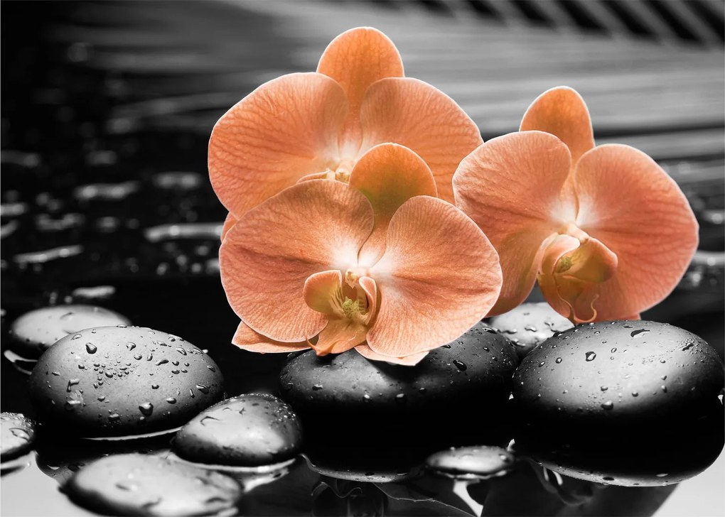 Kép - Narancssárga orchideák (70x50 cm)