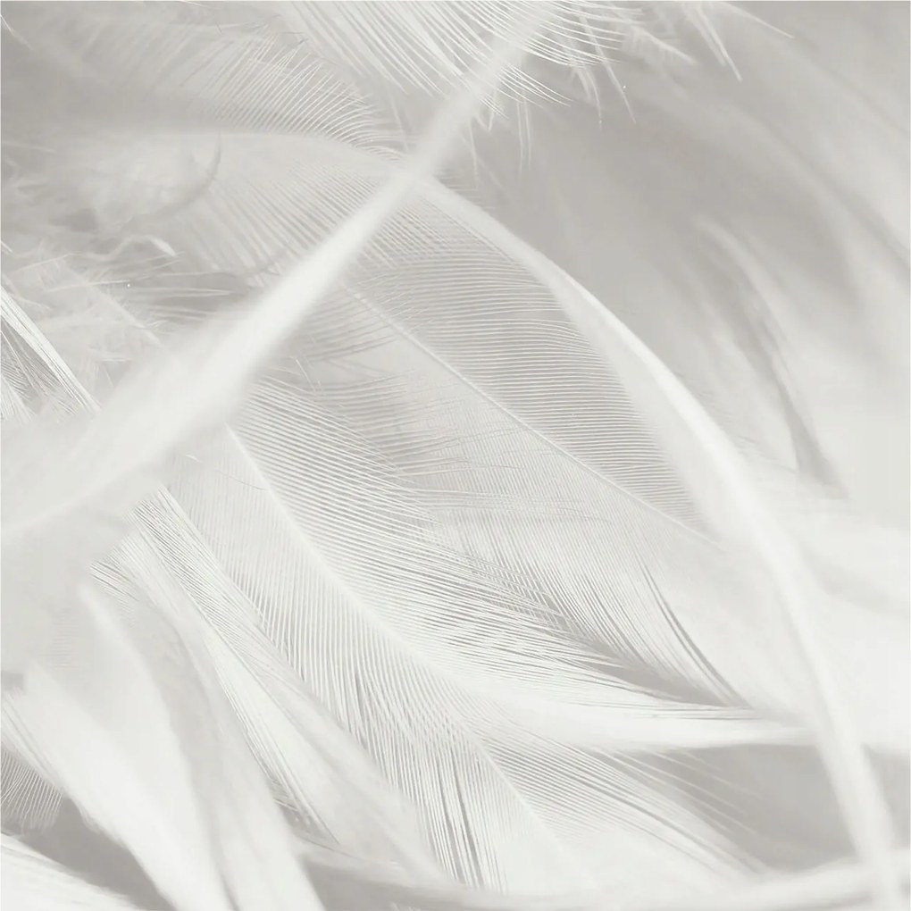 Dekoratív Fotótapéta Flizelin a Hálószobába Finom tollak 250x250