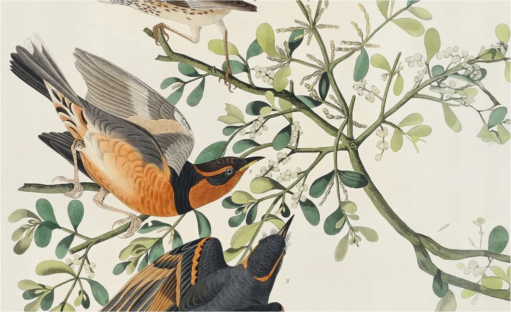 Flizelin tapéta falra Prémium Színes madarak 416x254 Ragasztó