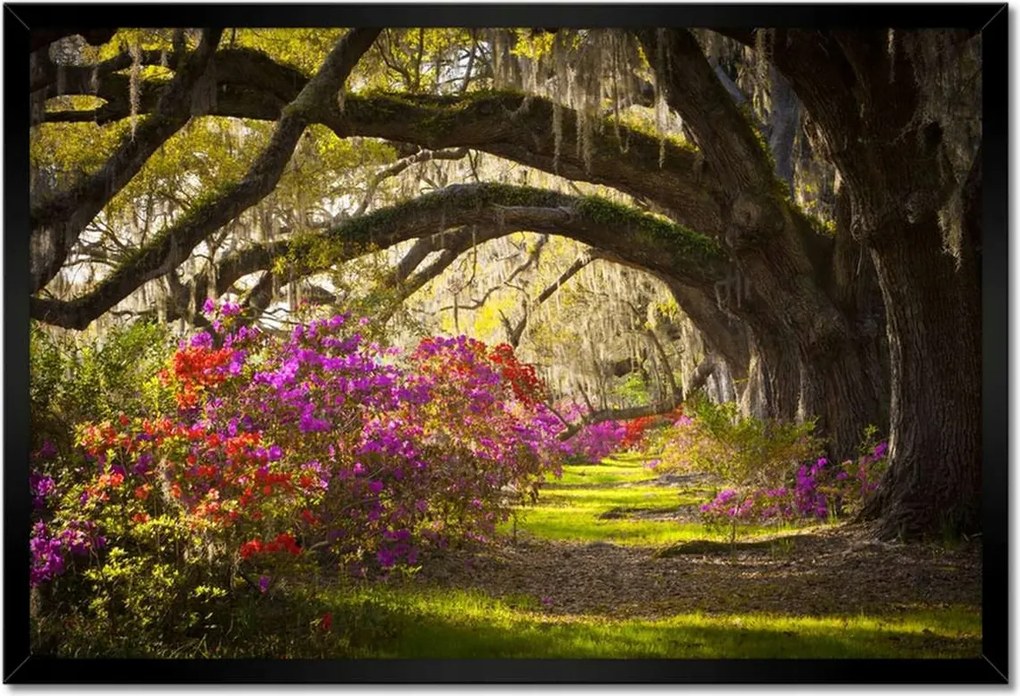 Poszterek keretben 60x40 Tölgyfa sikátor