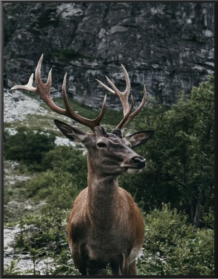 Vászonkép keretben Szarvas 50x40cm