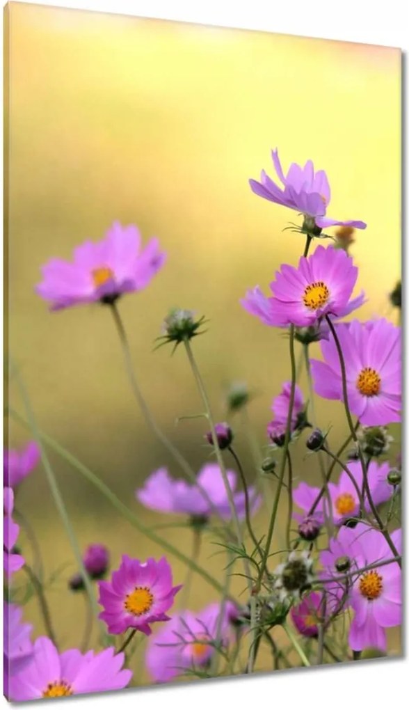 Vászonkép 80x120 Finom virágok a réten
