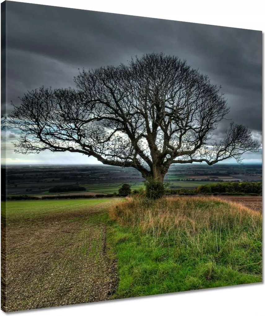 Vászonkép 50x50 Fa tájkép