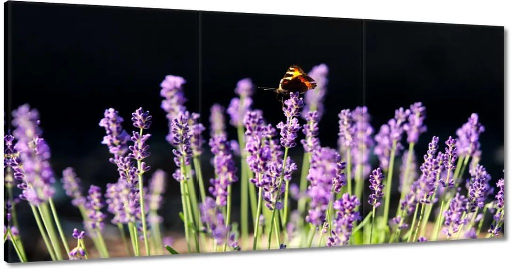 Vászonkép 180x90 Gyönyörű pillangó a levendulán