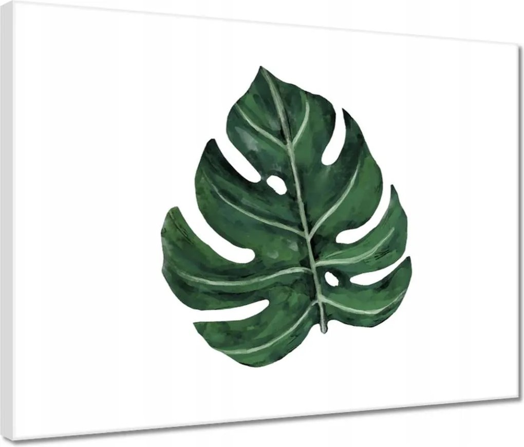 Vászonkép 40x30 Monstera Zöld levél