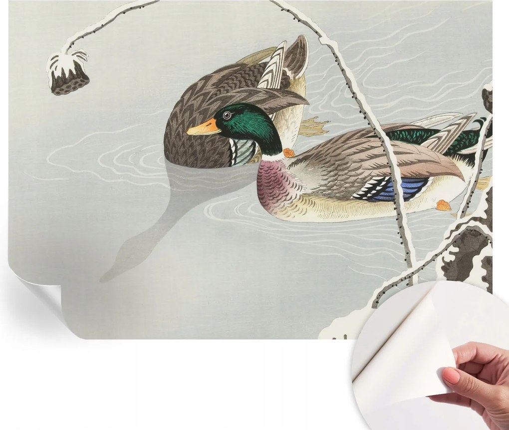 Dekoratív öntapadós fotótapéta irodába Békés kacsák 208x146 cm