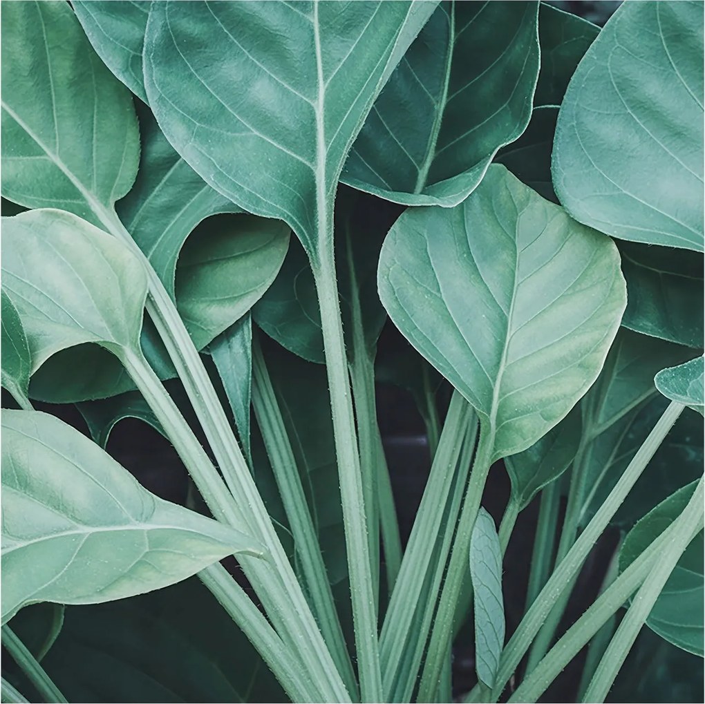 Flizelin tapéta Flizelin falikép Prémium zöld természet 250x250