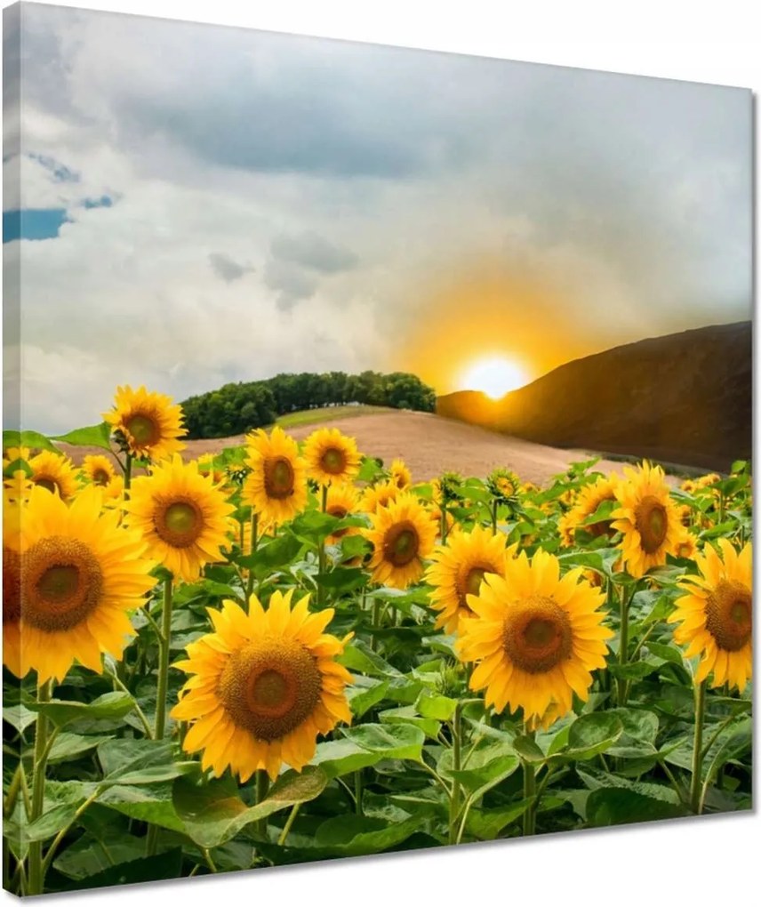 Vászonkép 40x40 Tájkép Napraforgók
