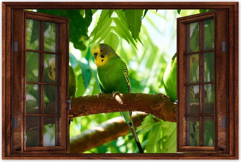 Poszterek 60x40 Papagájok Madarak