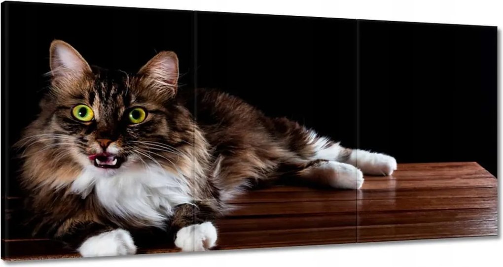 Vászonkép 180x90 Gyönyörű hosszú szőrű macska