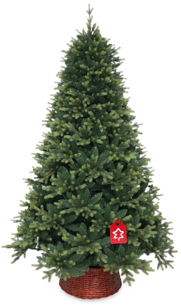 Nepal lucfenyő 240 cm