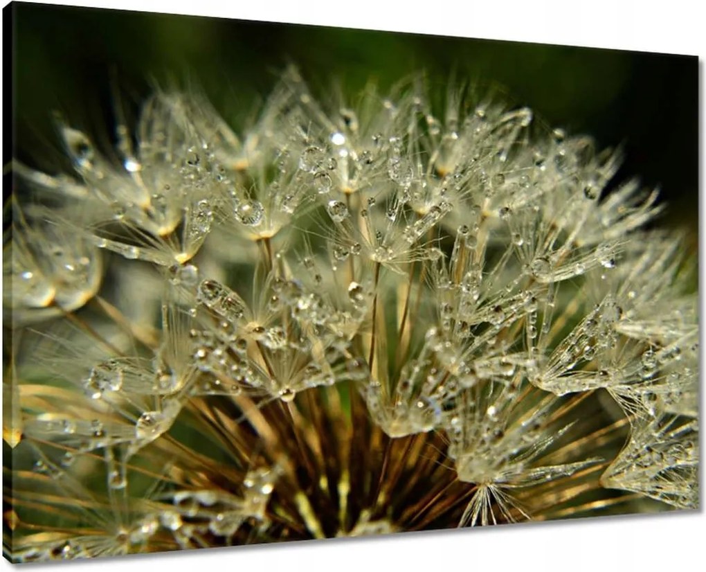 Vászonkép 70x50 Pitypang Virág Virágok