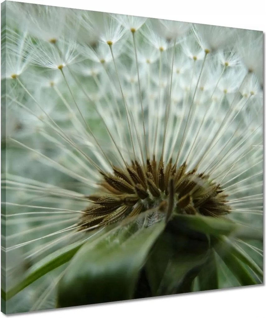 Vászonkép 50x50 Pitypang Virág Virágok